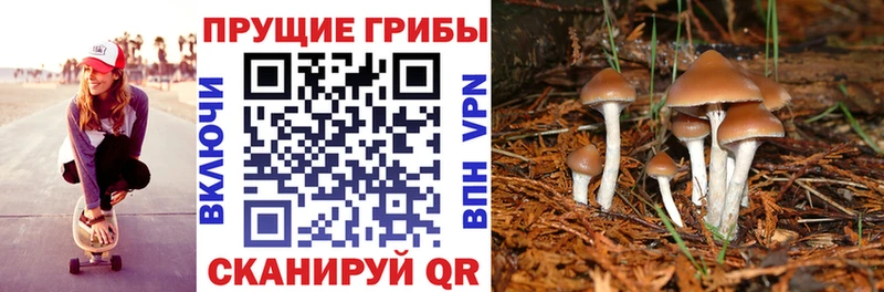 Псилоцибиновые грибы Psilocybine cubensis  Березники 